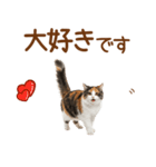 敬語の三毛猫（個別スタンプ：40）
