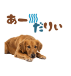 いつでも使えるゴールデンレトリバー（個別スタンプ：1）