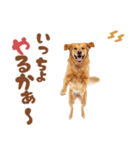 いつでも使えるゴールデンレトリバー（個別スタンプ：4）