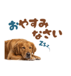 いつでも使えるゴールデンレトリバー（個別スタンプ：7）