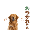 いつでも使えるゴールデンレトリバー（個別スタンプ：12）