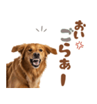 いつでも使えるゴールデンレトリバー（個別スタンプ：15）