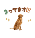 いつでも使えるゴールデンレトリバー（個別スタンプ：16）