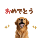 いつでも使えるゴールデンレトリバー（個別スタンプ：19）