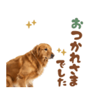 いつでも使えるゴールデンレトリバー（個別スタンプ：36）