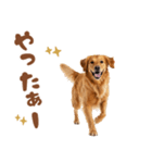 いつでも使えるゴールデンレトリバー（個別スタンプ：37）