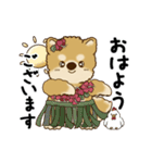 動く柴犬 2025 「初夏」（個別スタンプ：1）