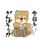 動く柴犬 2025 「初夏」（個別スタンプ：3）
