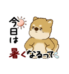 動く柴犬 2025 「初夏」（個別スタンプ：4）