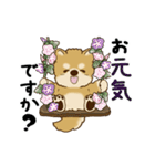 動く柴犬 2025 「初夏」（個別スタンプ：5）