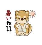 動く柴犬 2025 「初夏」（個別スタンプ：6）