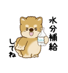 動く柴犬 2025 「初夏」（個別スタンプ：10）