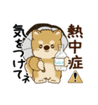 動く柴犬 2025 「初夏」（個別スタンプ：11）