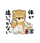動く柴犬 2025 「初夏」（個別スタンプ：12）