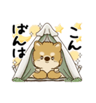 動く柴犬 2025 「初夏」（個別スタンプ：13）