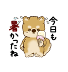 動く柴犬 2025 「初夏」（個別スタンプ：14）