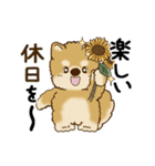 動く柴犬 2025 「初夏」（個別スタンプ：19）