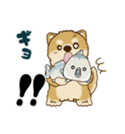 動く柴犬 2025 「初夏」（個別スタンプ：20）