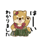 動く柴犬 2025 「初夏」（個別スタンプ：21）