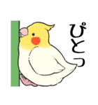 オカメインコず（もふ増）（個別スタンプ：2）