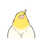オカメインコず（もふ増）（個別スタンプ：4）