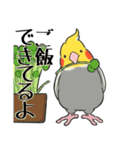 オカメインコず（もふ増）（個別スタンプ：6）