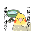 オカメインコず（もふ増）（個別スタンプ：11）