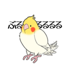オカメインコず（もふ増）（個別スタンプ：16）