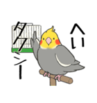 オカメインコず（もふ増）（個別スタンプ：19）