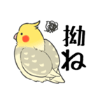 オカメインコず（もふ増）（個別スタンプ：21）