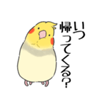 オカメインコず（もふ増）（個別スタンプ：24）