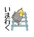 オカメインコず（もふ増）（個別スタンプ：31）