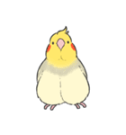 オカメインコず（もふ増）（個別スタンプ：39）