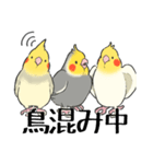 オカメインコず（もふ増）（個別スタンプ：40）