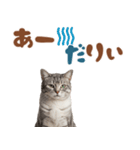 いつでも使えるアメショ（個別スタンプ：1）