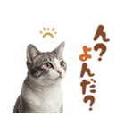 いつでも使えるアメショ（個別スタンプ：2）