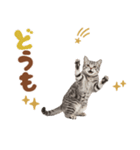 いつでも使えるアメショ（個別スタンプ：3）
