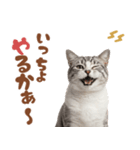 いつでも使えるアメショ（個別スタンプ：4）