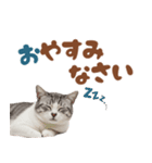 いつでも使えるアメショ（個別スタンプ：7）