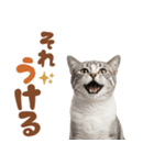 いつでも使えるアメショ（個別スタンプ：8）