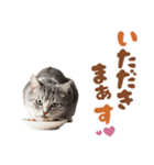 いつでも使えるアメショ（個別スタンプ：9）