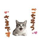 いつでも使えるアメショ（個別スタンプ：10）