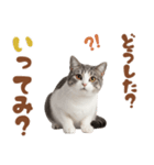 いつでも使えるアメショ（個別スタンプ：11）