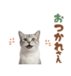 いつでも使えるアメショ（個別スタンプ：12）
