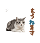 いつでも使えるアメショ（個別スタンプ：13）