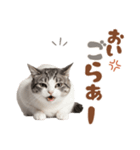 いつでも使えるアメショ（個別スタンプ：15）