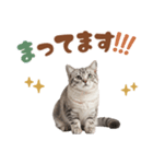 いつでも使えるアメショ（個別スタンプ：16）