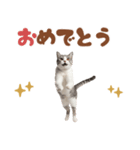 いつでも使えるアメショ（個別スタンプ：19）