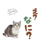 いつでも使えるアメショ（個別スタンプ：20）