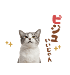 いつでも使えるアメショ（個別スタンプ：23）